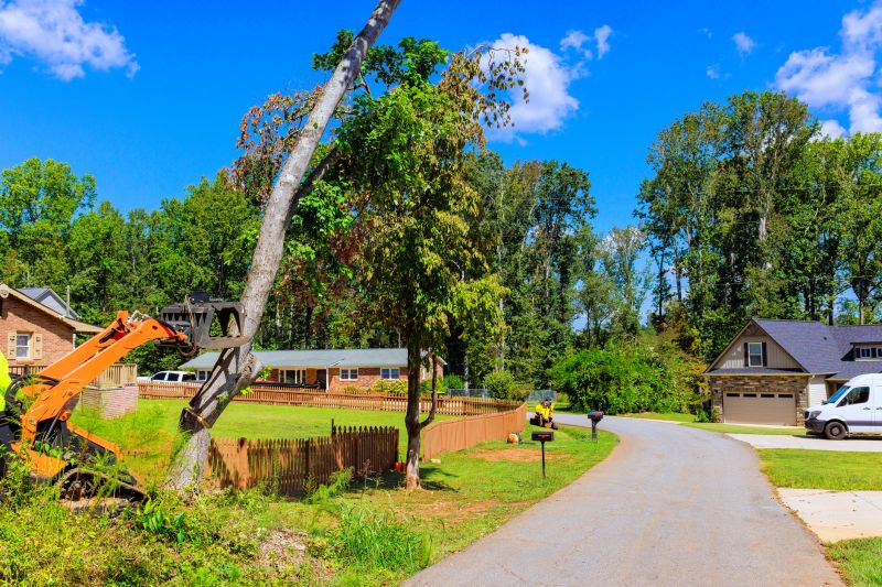 Tree Removal Service detail