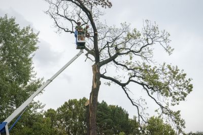 Tree Removal Consultancies