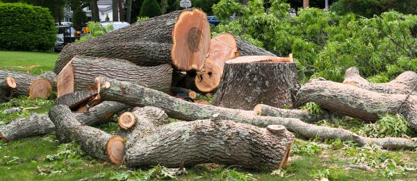 Large Tree Removal in Greenwood