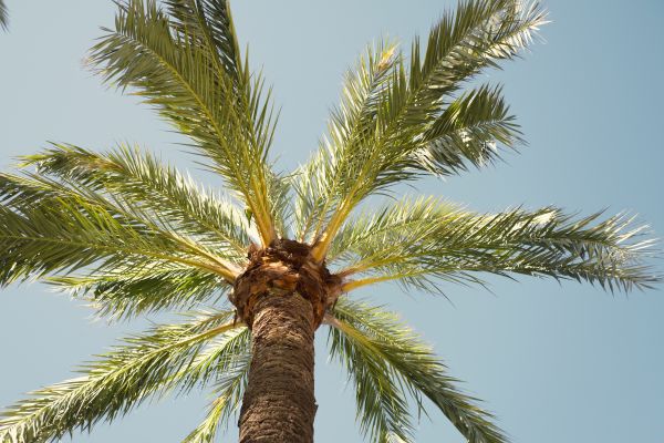 Palm Tree Removal in Greenwood
