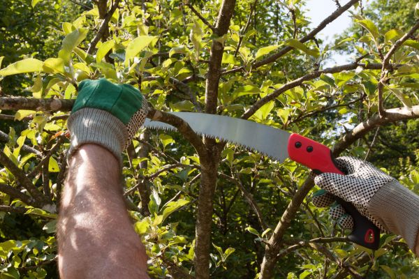 Small Tree Removal in Greenwood