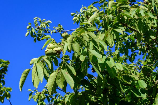 Cost of Walnut Tree Removal in Greenwood
