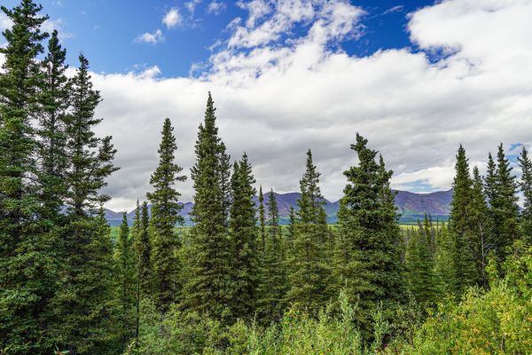 Spruce Tree Removal in Greenwood