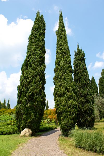 Cost of Cypress Tree Removal in Greenwood