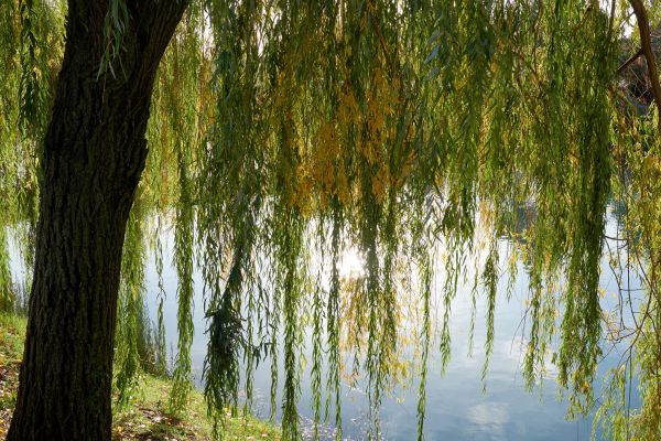 Cost of Willow Tree Removal in Greenwood