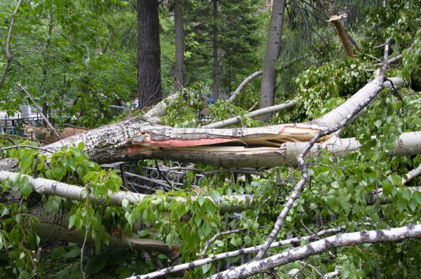 Birch Tree Removal in Greenwood