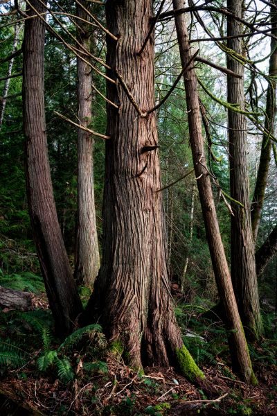 Cost of Cedar Tree Removal in Greenwood