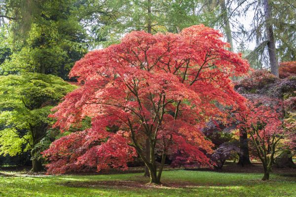 Cost of Maple Tree Removal in Greenwood