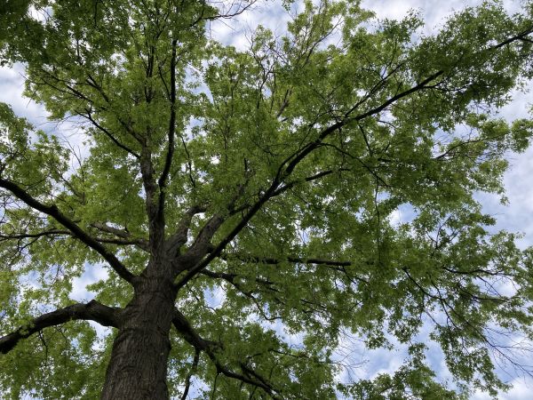 Cost of Oak Tree Removal in Greenwood