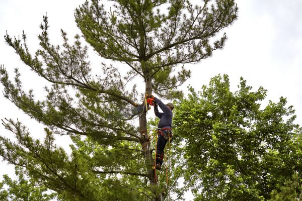 Cost of Pine Tree Removal in Greenwood