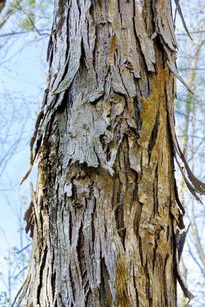 Hickory Tree Removal in Greenwood