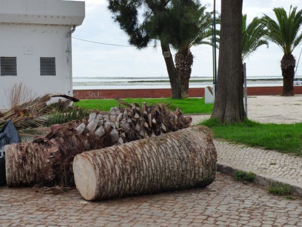 Palm Trees Removal in Greenwood