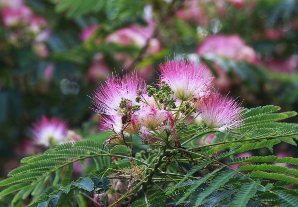 Mimosa Tree Removal in Greenwood