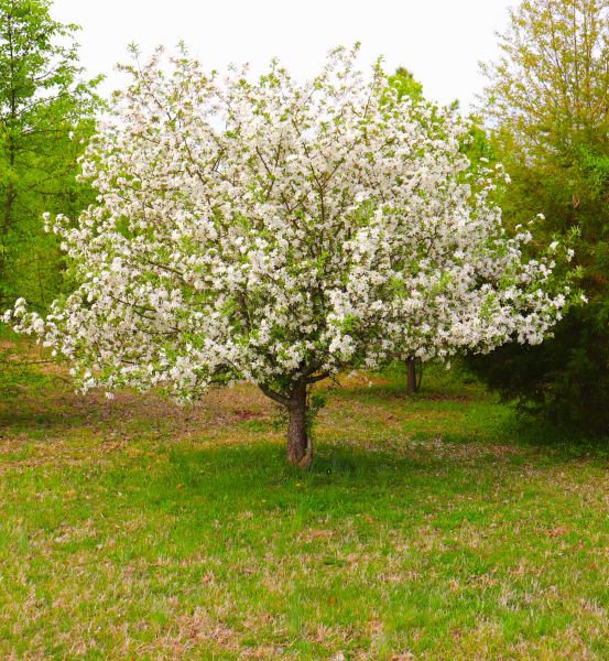 Dogwood Tree Removal in Greenwood