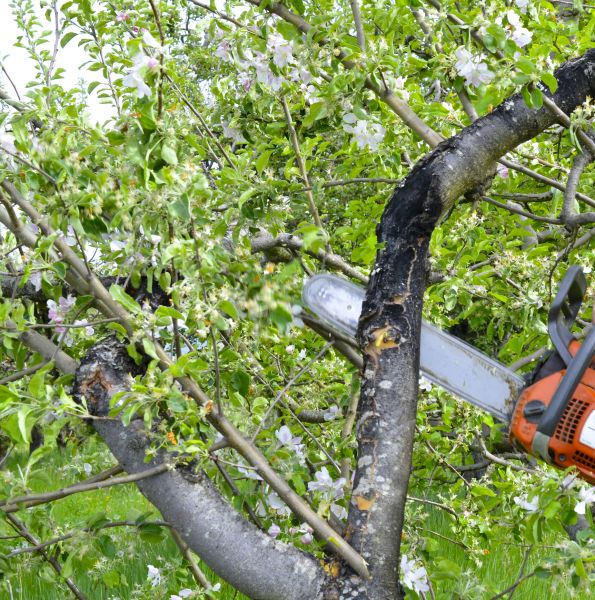 Apple Tree Removal in Greenwood