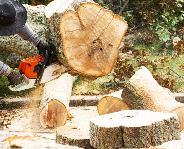 Tree Removal Service in Greenwood