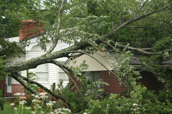 Emergency Tree Removal in Greenwood