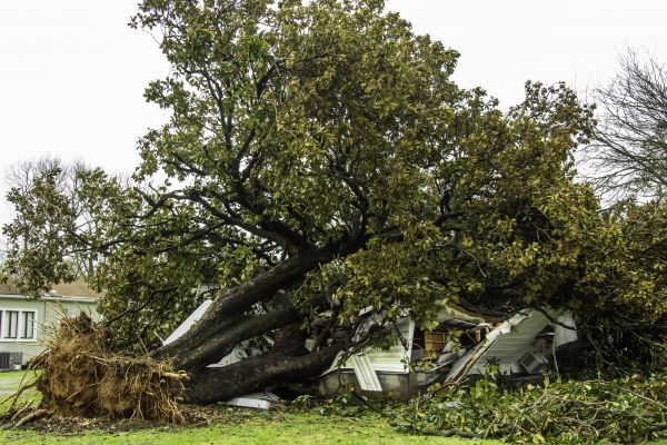 Fallen Tree Removal in Greenwood