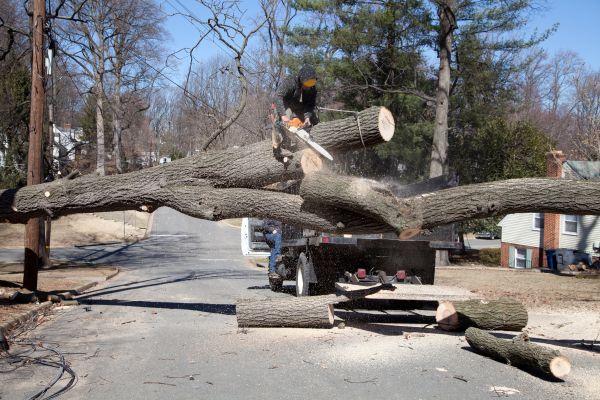 Cost of Residential Tree Removal in Greenwood