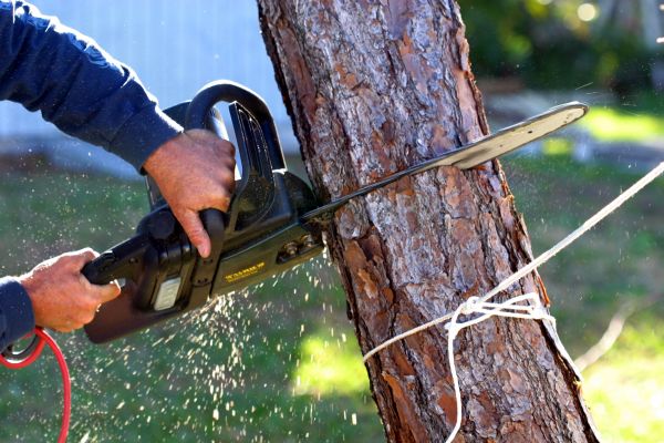Dead Tree Removal in Greenwood